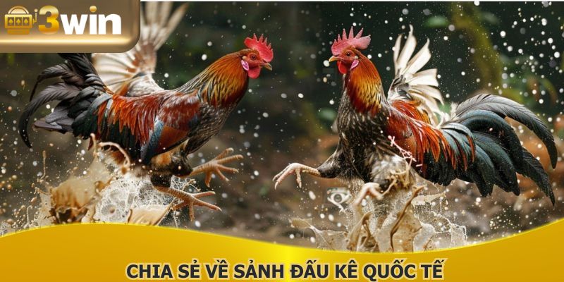 Chia sẻ về sảnh đá gà 3WIN quốc tế nổi bật