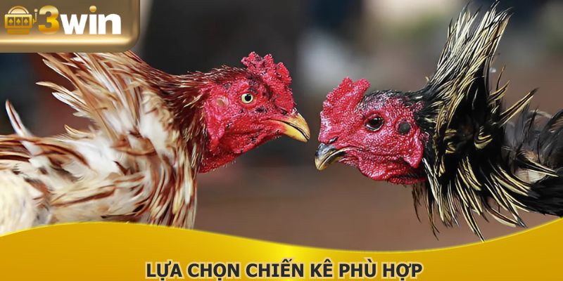 Chú ý kỹ trong quá trình lựa chọn chiến kê