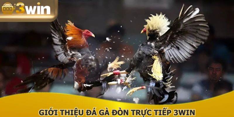 Cuộc so tài gay cấn tại đá gà đòn trực tiếp 3WIN