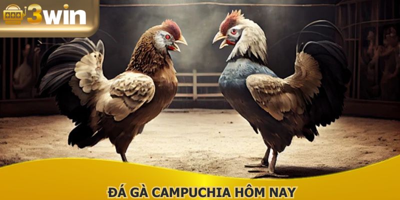 Đá Gà Campuchia Hôm Nay - Bộ Môn Giải Trí Hot Năm 2025