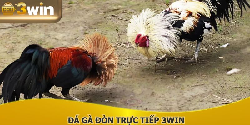 Đá Gà Đòn Trực Tiếp 3WIN - Siêu Phẩm Không Thể Bỏ Lỡ