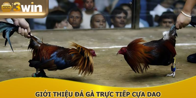 Đá gà trực tiếp cựa dao được nhiều người quan tâm