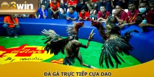 Đá Gà Trực Tiếp Cựa Dao - Top Loại Hình Giải Trí Ăn Khách