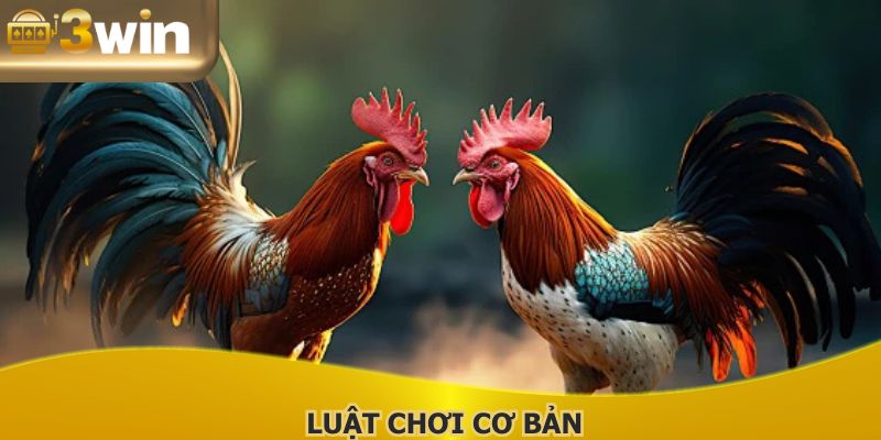 Hiểu rõ quy định một trận đá gà Campuchia hôm nay