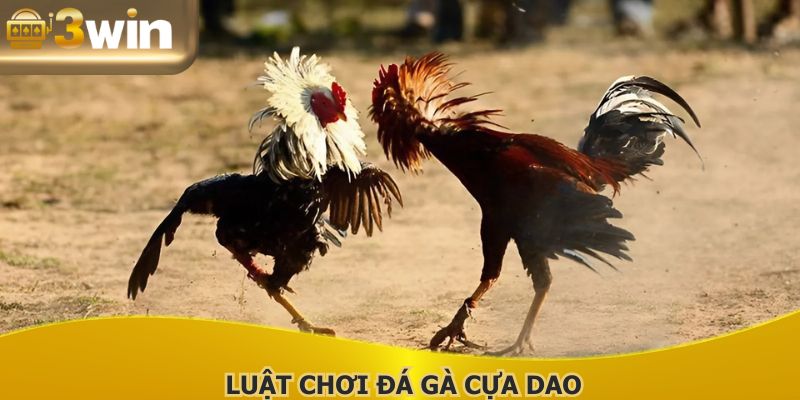 Kết quả của trận đá gà trực tiếp cựa dao quy định rõ ràng