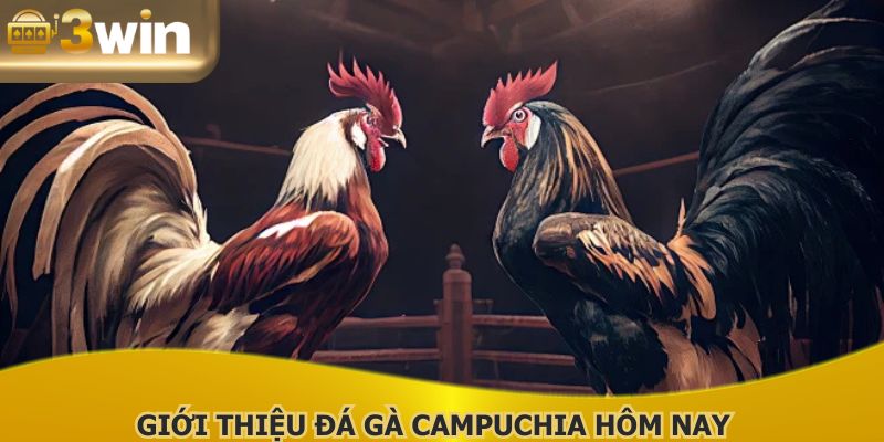 Nắm khái quát về đá gà Campuchia hôm nay