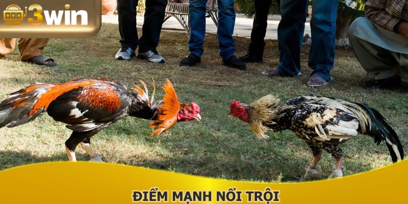 Nhiều điểm mạnh nổi trội mà trang đá gà uy tín sở hữu