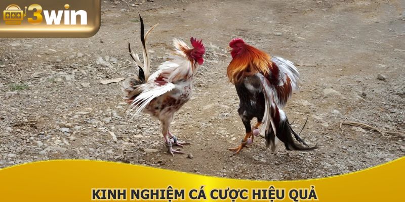 Tham khảo một vài bí quyết hữu ích từ chuyên gia