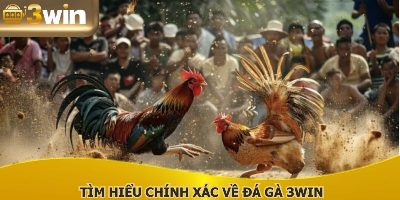 Tìm hiểu chính xác về đá gà 3WIN trước khi gia nhập