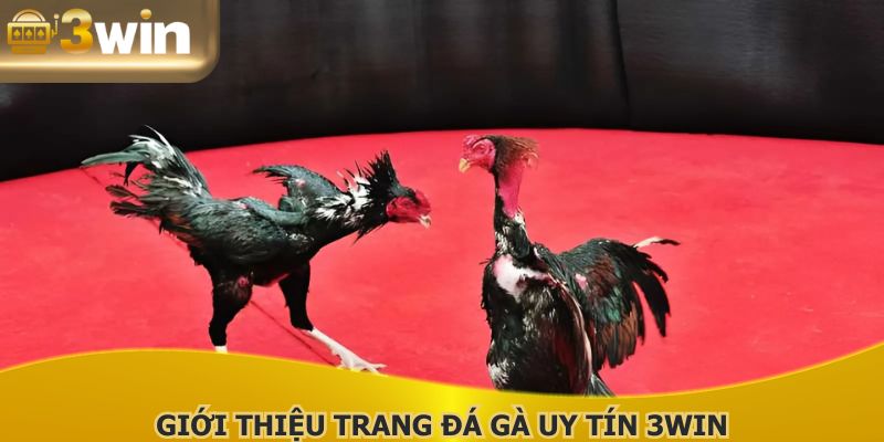 Trang đá gà uy tín được nhiều thành viên ưa chuộng