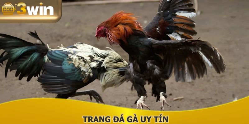 Trang Đá Gà Uy Tín - Nâng Tầm Trải Nghiệm Tại 3WIN