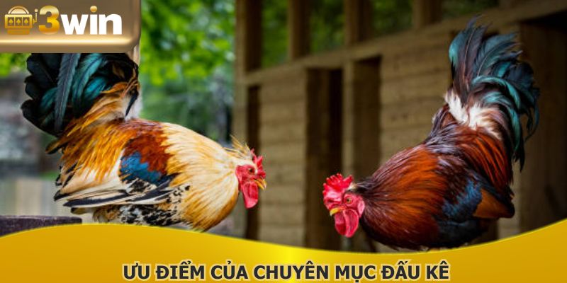 Ưu điểm của chuyên mục đấu kê nổi bật
